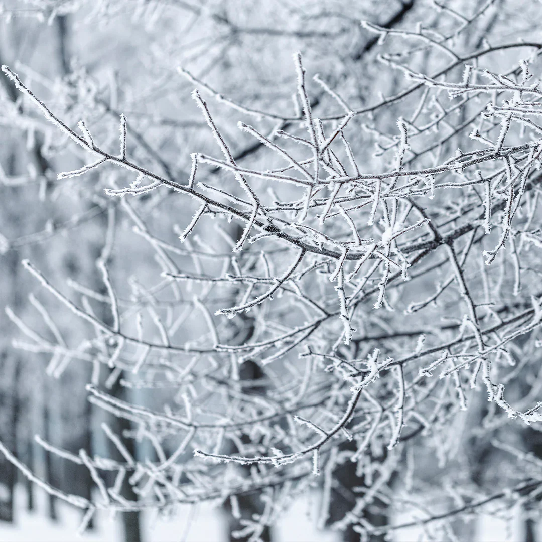 Archipelago Winter Frost - Boxed Votive