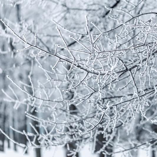 Archipelago Winter Frost - Boxed Votive