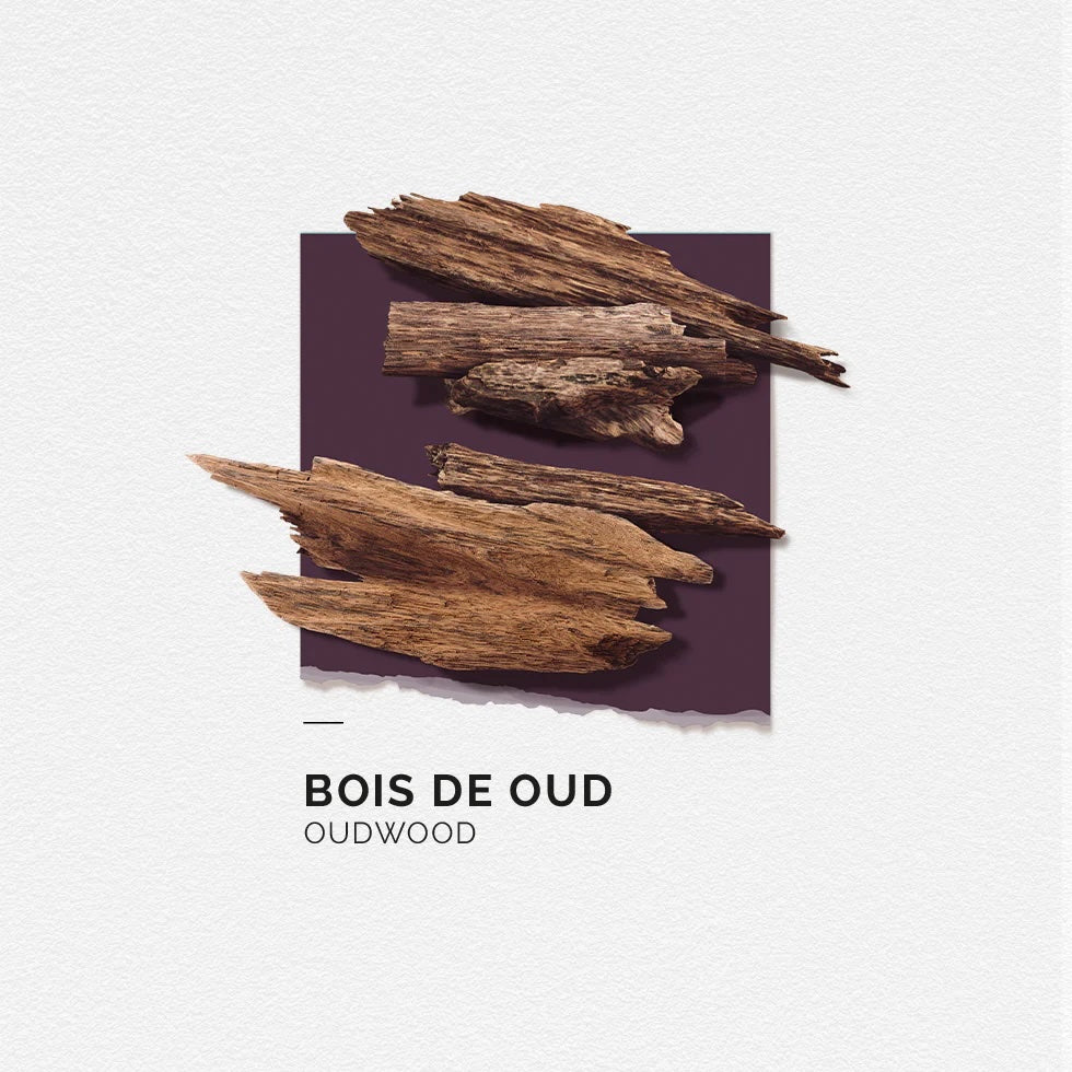 Solinotes Perfume - Oudwood