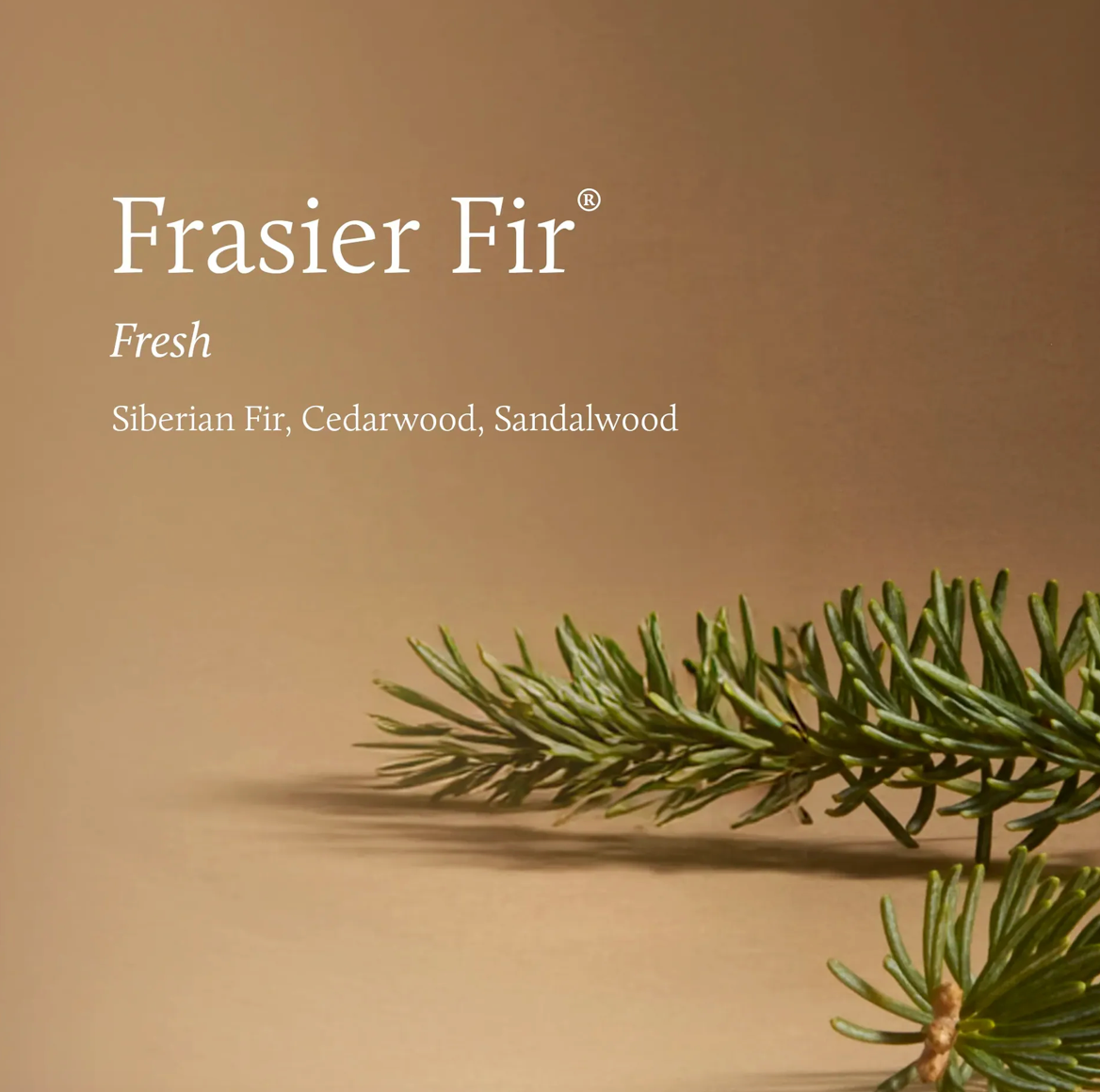 Frasier Fir® Tidings 13 oz Poured Candle