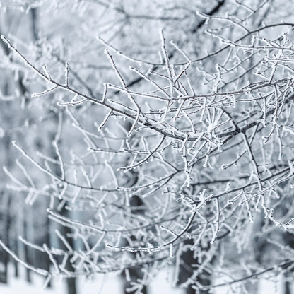 Archipelago Winter Frost - Boxed Votive